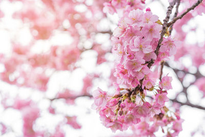 Close-up of pink cherry blossom