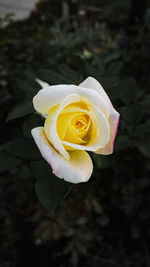 Close-up of rose flower