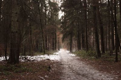 Scenic view of forest