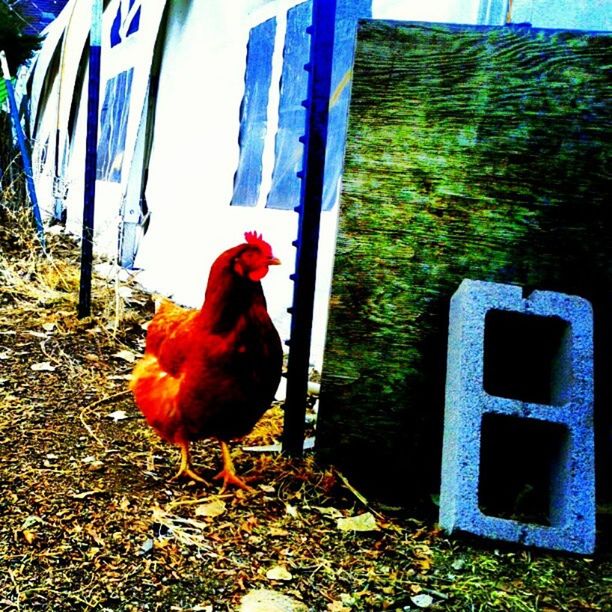 animal themes, bird, domestic animals, one animal, building exterior, chicken - bird, livestock, red, front or back yard, house, built structure, architecture, hen, day, rooster, pets, no people, outdoors, plant, cage