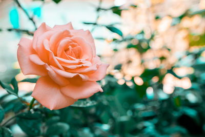 Close-up of pink rose