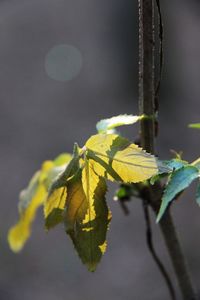 Close-up of yellow leaves on twig