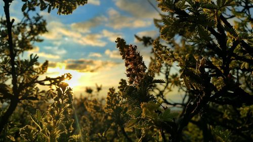 Low angle view of plants against sky