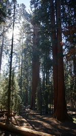 Trees in forest