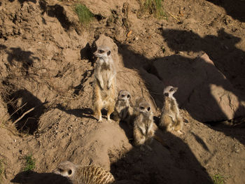 View of sheep on rock