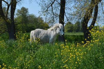 View of an animal on field