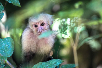 Monkey sitting by flowering plant