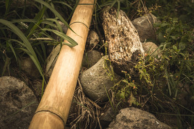 High angle view of bamboo trees in forest