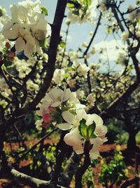 Close-up of white cherry blossoms in spring