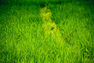 Close-up of fresh green grass in field