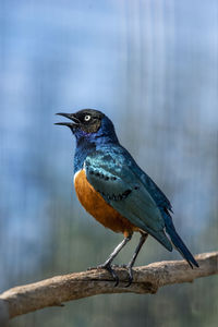 Close-up of bird perching on a tree