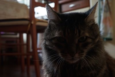 Close-up portrait of cat