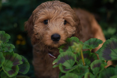 Close-up portrait of puppy