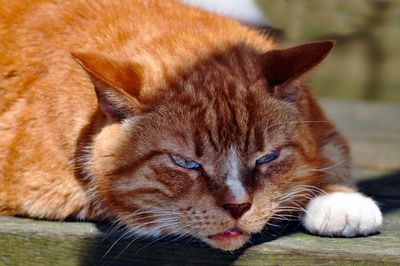 Close-up portrait of cat