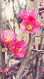 Close-up of pink flowers