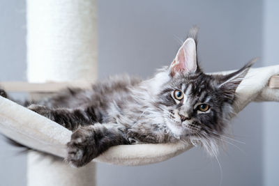 Cute tabby silver grey young maine coon cat lying on hammock on cat tree at home looking at camera