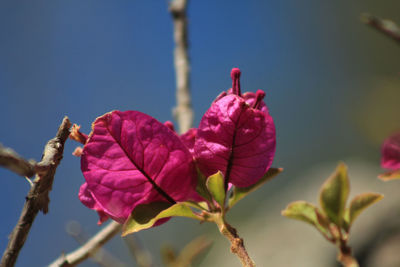 Close-up of pink flowering plant