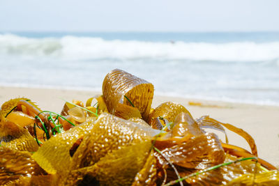 Close-up of shells on beach against sky