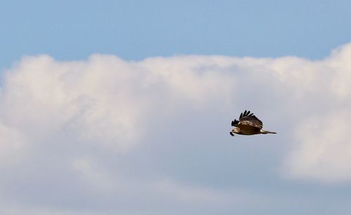 Low angle view of eagle flying in sky