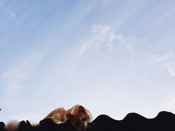 Low angle view of dog against sky