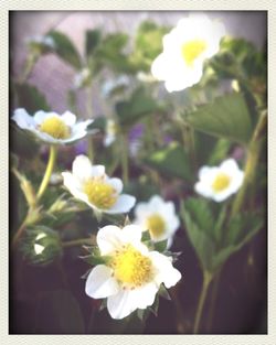 Close-up of white flowers