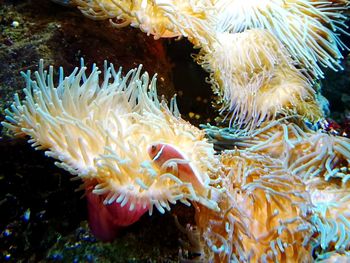 Close-up of jellyfish swimming in sea