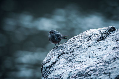 Close-up of bird perching on rock