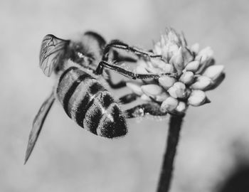 Close-up of insect on flower