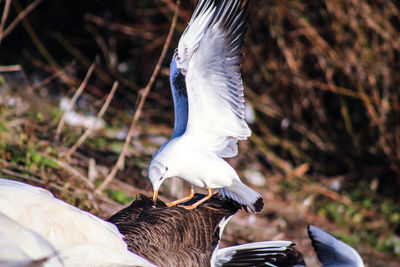 Close-up of two birds flying over land