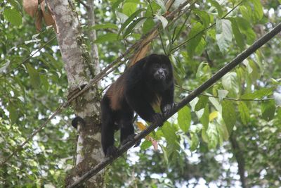 Low angle view of monkey sitting on tree in forest