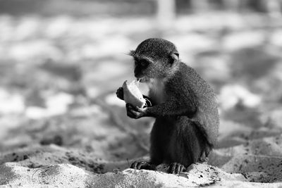 Close-up of fresh eating food