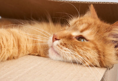 Adult ginger cat resting in a brown cardboard box, looking to the side