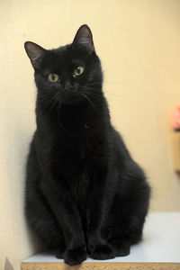 Portrait of black cat sitting on floor