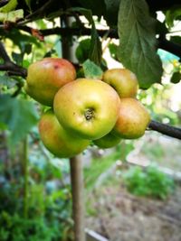 Close-up of fruit growing on tree