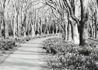 Footpath passing through forest