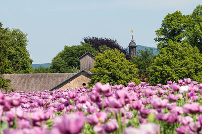 Purple flowering plants by building against clear sky