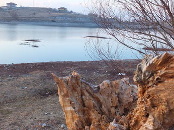 Bare tree on rock by lake