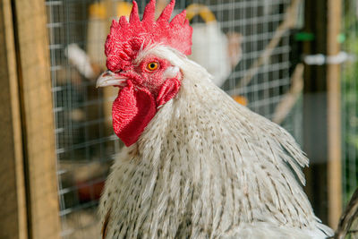 Close-up of rooster