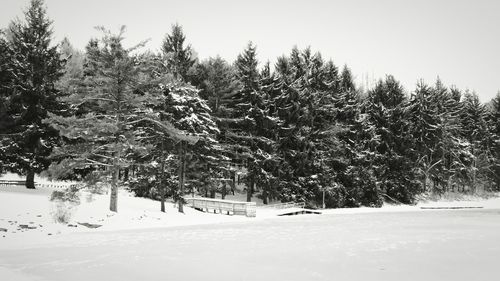 Close-up of snow covered trees against clear sky