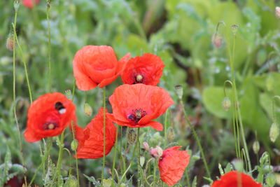 Close-up of red poppy flowers blooming on field