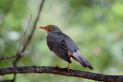 Close-up of bird perching on branch