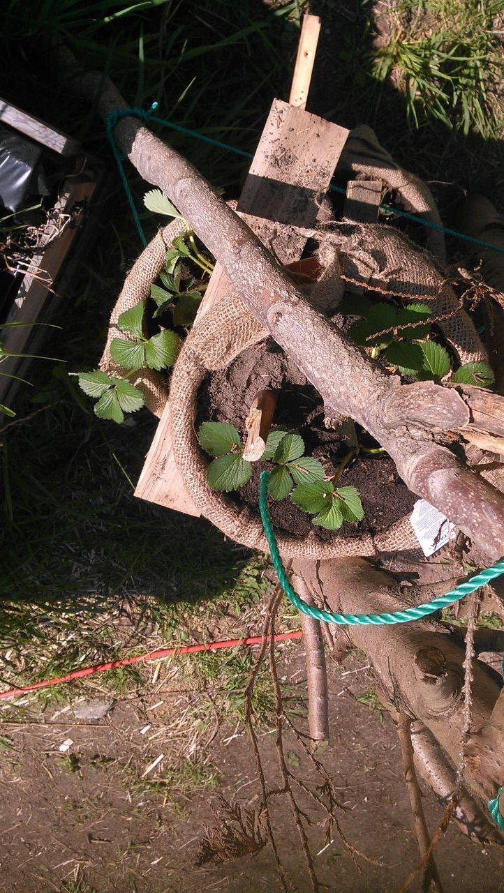 HIGH ANGLE VIEW OF OLD TREE IN BACKYARD