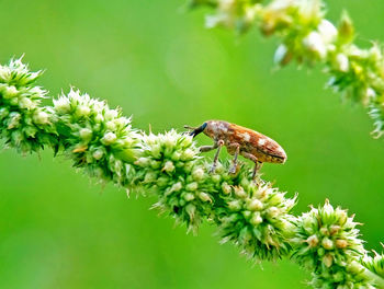 Close-up of insect on plant