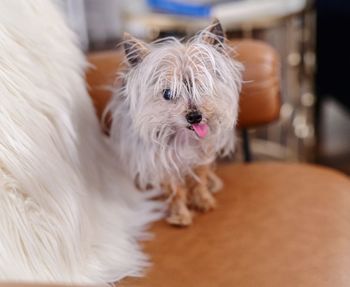 Close-up of white dog at home