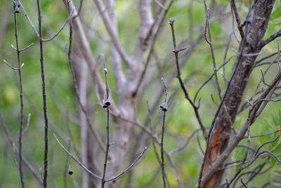 Close-up of bird perching on tree