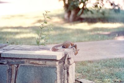 Close-up of squirrel on wood