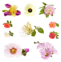 High angle view of pink flowering plant against white background