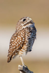 Close-up of owl perching on branch