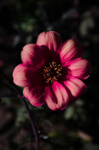 Close-up of pink flower blooming outdoors