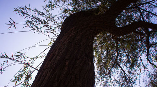 Low angle view of bare tree against sky